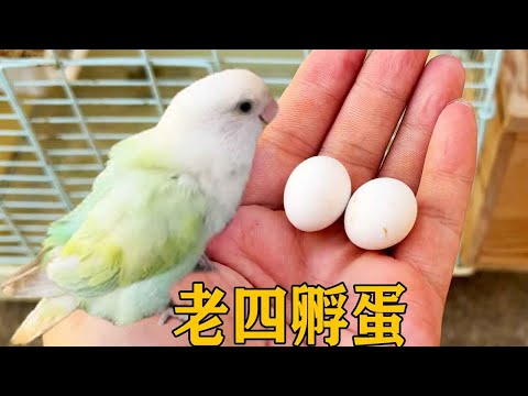 老四的鸟蛋孵了18天，看起来好像成型了，放回去让他继续孵化吧！【叁伍萌宠】