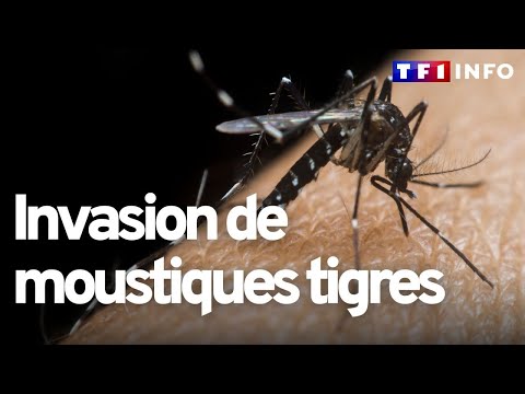 Vidéo: Est-ce que culex pipiens mord ?