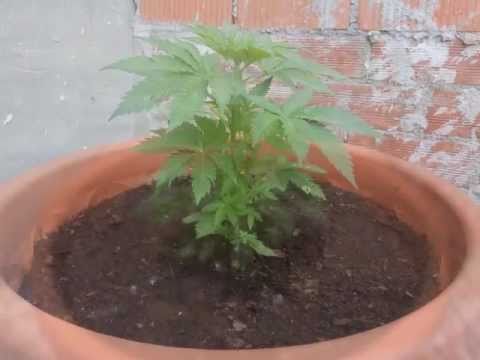 Marihuana- primeros 2 meses. COSECHA 2011