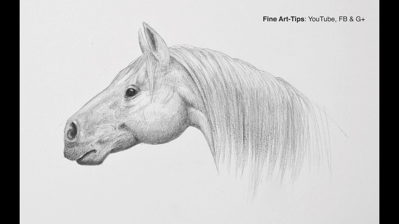 Learn How to Draw a Horse Head From 3 Different Angles