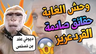 بن نسناس وحش الغابة المغربي القرد عزيز