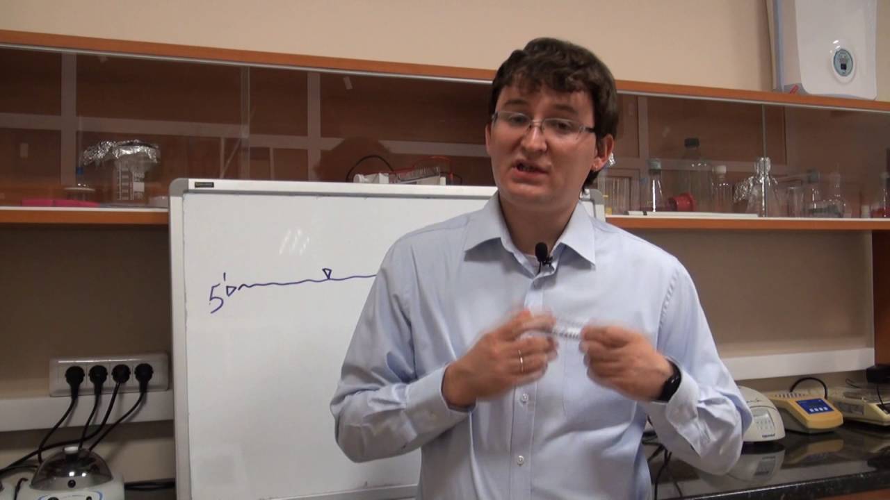 Процессинг (созревание РНК), часть 1: Кэпирование и Полиаденилирование ...