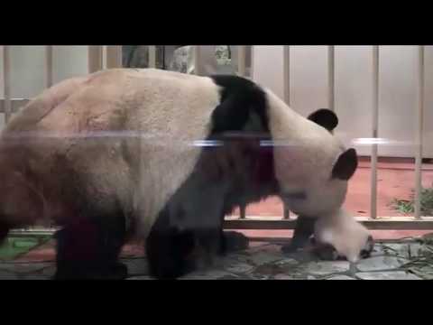 大熊猫 小熊猫 熊猫妈妈 熊猫孩子