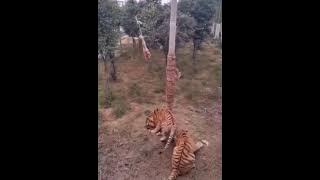 The Royal Bengal Tigers🐅🐯