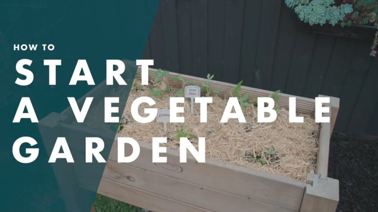 How To Start A Vegetable Garden Bunnings Warehouse Youtube