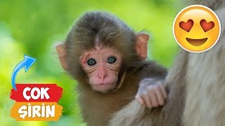 The Cutest Little Monkey Videos Compilation! | [Compilation 2018] ● Funny Moments by Numan Gürsoy 1,787,296 views 5 years ago 7 minutes, 25 seconds