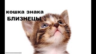 КАК КОШКИ ВЛИЯЮТ НА ХОЗЯЕВ .КОШКА - БЛИЗНЕЦЫ КАК КОШКИ ВЛИЯЮТ НА ХОЗЯЕВ .КОШКА - БЛИЗНЕЦЫ