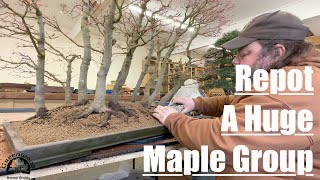 Repotting A Katsura Maple Forest!!  Greenwood Bonsai