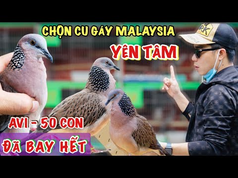 🔴 Cách chọn mua cu gáy malaysia và lời tâm sự