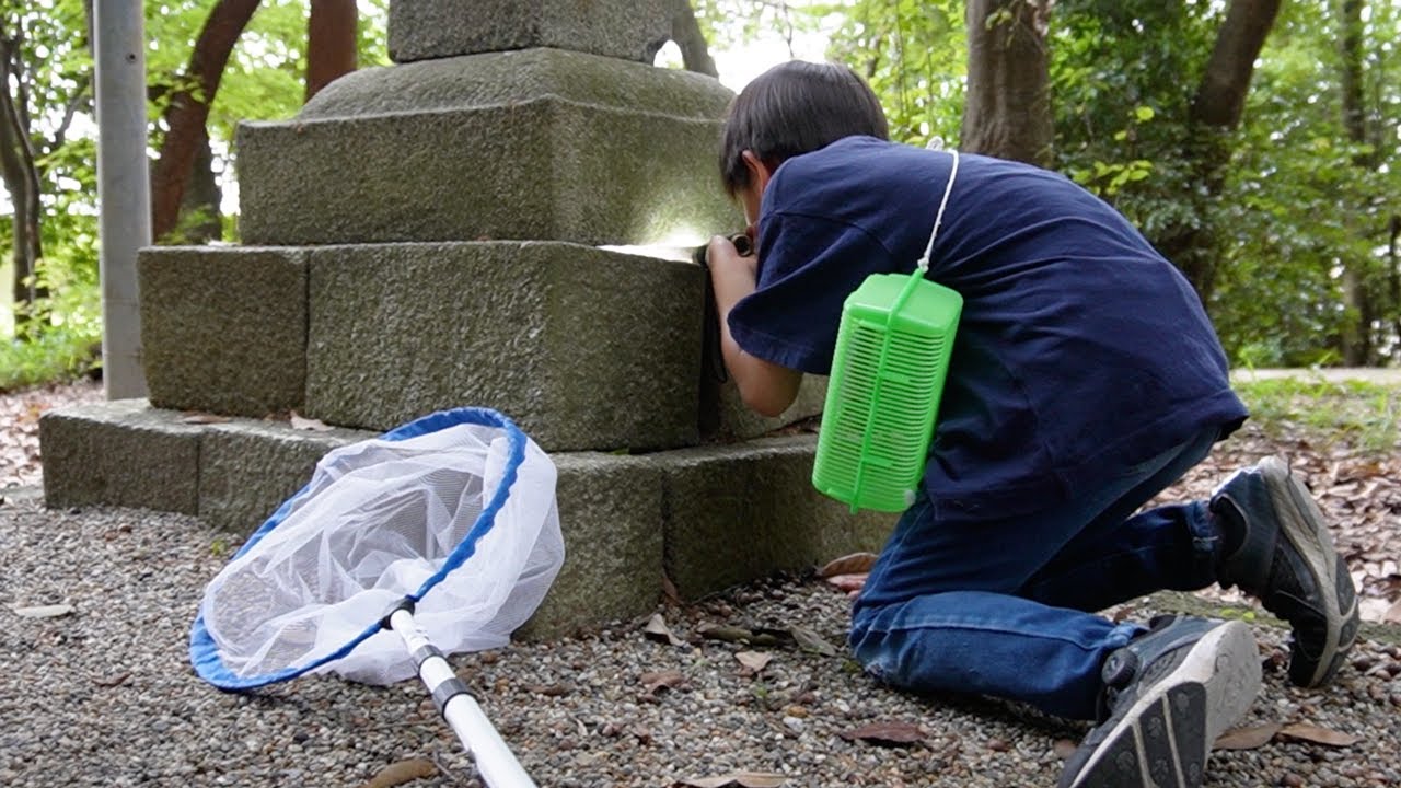 神社で大量のトカゲを見つけた