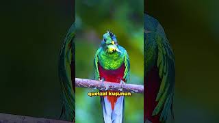 Kuş Sesi Çıkaran Piramit 🐦🎺😮