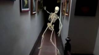 The original skeleton dance