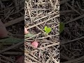 Strawberries are coming up! 🍓