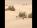 لا فاتك الفوت ما ينفع الصوت 