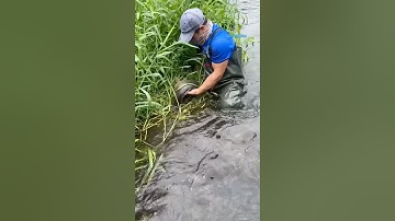 Cá Lớn - bắt Cá Chép Khủng ẩn nấp trong cỏ 😱 #khacthuyvlogg