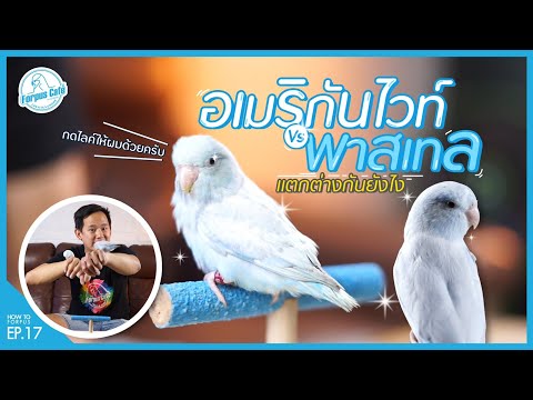 อเมริกันไวท์ กัด…อีกแล้วว!! • นกฟอพัสกัดเจ็บมั้ย • วิธีการฝึกและการดูแลนกฟอพัสไม่ให้กัดเจ็บพี่เปาจัดการยังไง