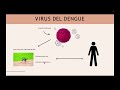 El virus del Dengue y patogenicidad
