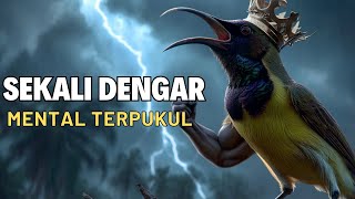 SUARA SOGON GACOR UNTUK PANCINGAN SOGON TROTOL BUNYI SEMAKIN RAJIN part 50