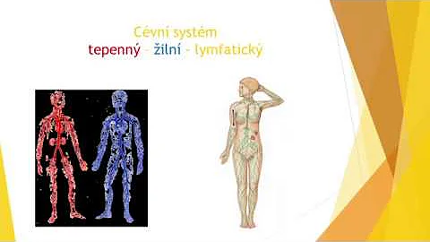 Kde postihuje lymfedém?