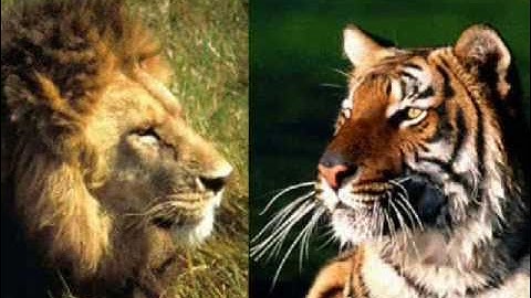 Foundations of Feliforme Families