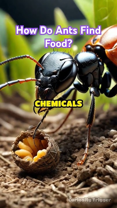 How Do Ants Find Food? #shorts #eli5 #insects #nature - YouTube