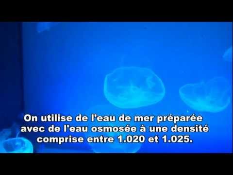 Vídeo: Com Cuinar Meduses