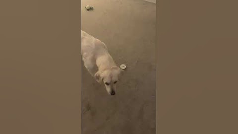 Scent Work Academy - Freeze indication behaviour training on a lid