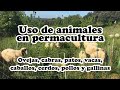 Animales en permacultura - Ovejas, vaca, pato, gallina, cabras, cerdos