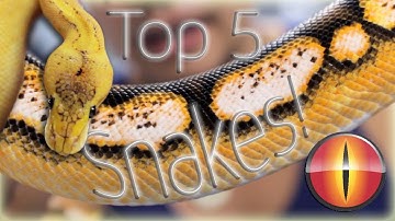 Top 5 Snakes at Mutation Creation