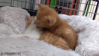 Kittens Siblings Love And Kisses - Cuteness Overloaded by Cats Are Stress Busters 624 views 7 years ago 29 seconds