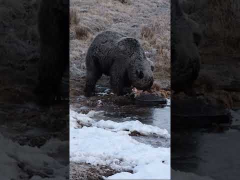 GRIZZLY BEAR on CARCASS | Yellowstone National Park | #wildlife #animals #bears #grizzlies