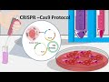 CRISPR Cas9 : How CRISPR can be performed in the lab ?