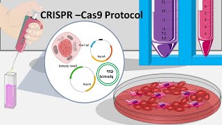 CRISPR Cas9 : How CRISPR can be performed in the lab ?