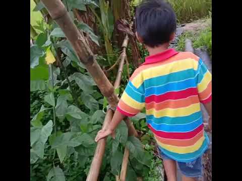 Nyari makanan burung 