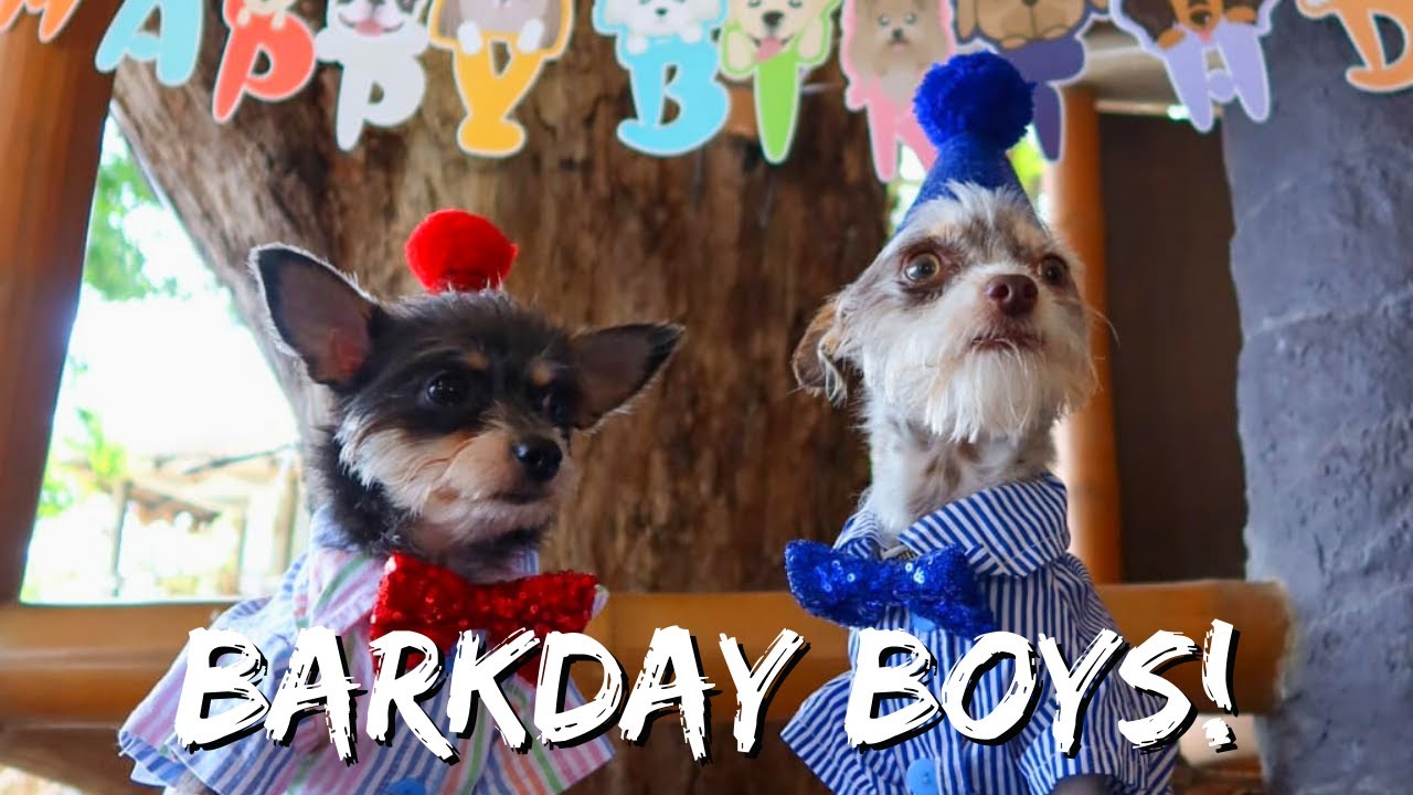 We Went All Out For Our Dogs' Birthday | Vlog #1125