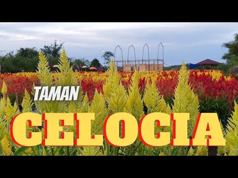 Taman Bunga Celosia Pagoda Mix Destinasi Wisata Baru Di
