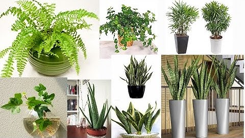 7 loại cây hút sạch bức xạ, sóng điện thoại lọc không khí trong nhà, nhà nào cũng  phải có 👍😻