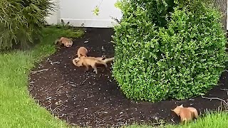 Litter of fox kits play outside in this person's backyard