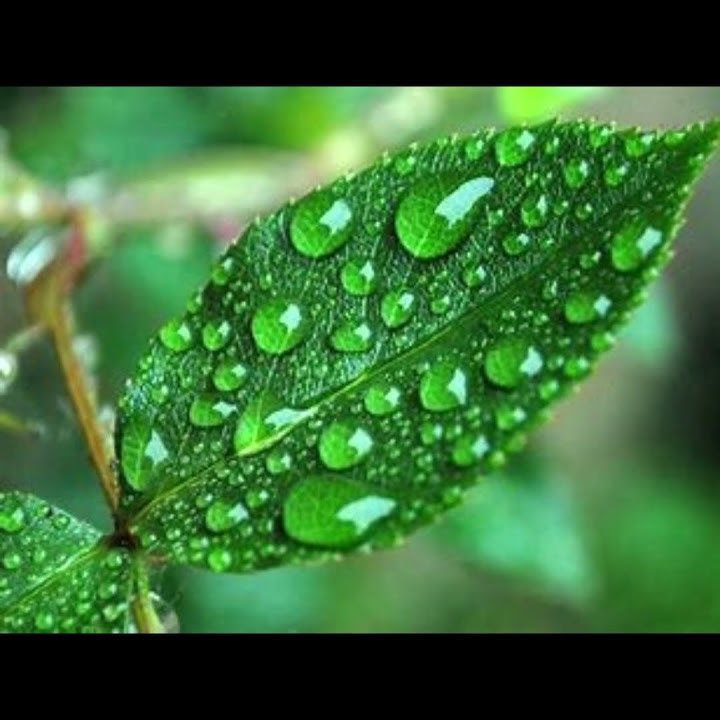 Mockingjay Song - DA7K5UN T Verion