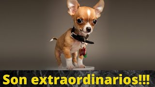Curiosities and Characteristics of the Chihuahua Dog You Didn't Know