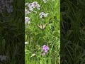 Yellowish swallowtail