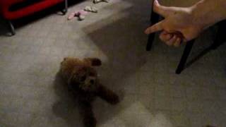 bb our cute brown poodle does hands-up and play dead trick by lemoneicey 2,205 views 15 years ago 15 seconds