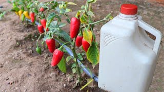 How To Make A Home Drip Irrigation For Chillis.