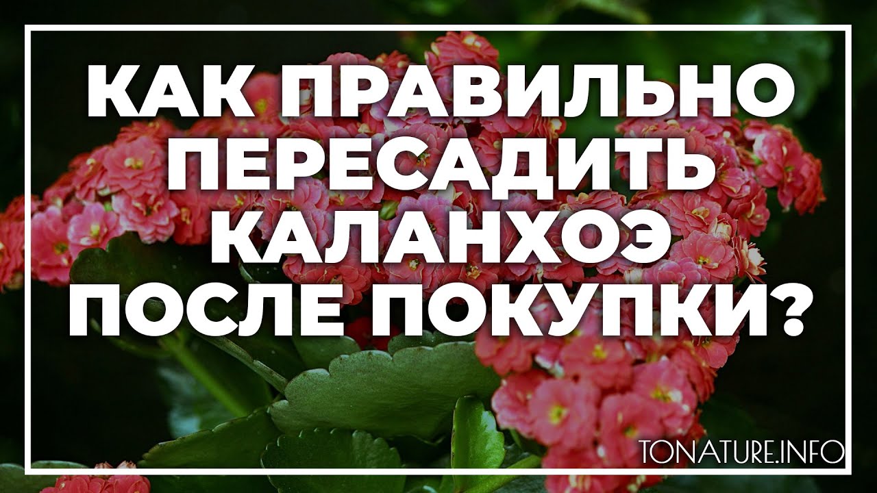 Пересадка Примулы После Покупки В Магазине