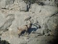 World record bezoar ibex - Recep Ecer Dünya Rekoru Teke Avı