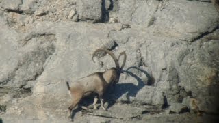 World record bezoar ibex - Recep Ecer Dünya Rekoru Teke Avı