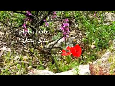 فيديو: ما هو Thimbleweed - كيفية زراعة عشبة Thimbleweed الطويلة في الحديقة