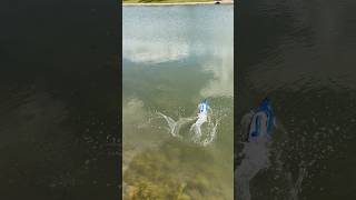 SUPER FAST BOAT Racing in Chicago | Wave Master High Speed RC Boat Test on Lake Michigan Water