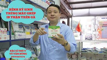 Thăm đàn gà bị ký sinh trùng máu ghép IB thận cùng bác sĩ thú y Vũ Văn Hùng