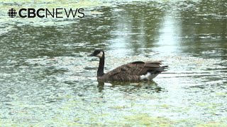 Algae bloom takes over Vancouver's Lost Lagoon